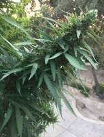 Blackberry: strain page photo, credit seedfinder.eu, copyright status shown with credit copyright unverified