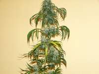 An image of California Orange Bud