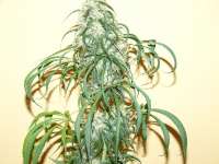 An image of California Orange Bud