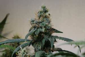 An image of California Orange Bud