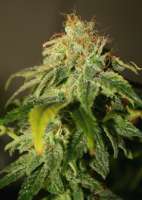 An image of California Orange Bud