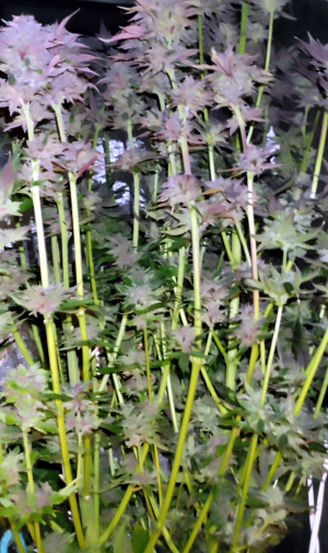 An image of Durban Poison