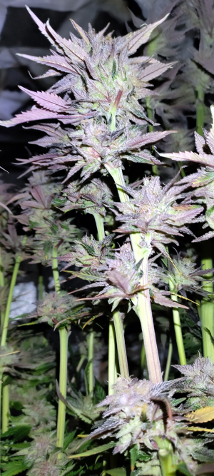 An image of Durban Poison