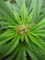 Early Misty archive 2