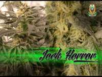 Jock Horror archive 3