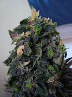 Jock Horror archive 2