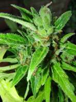 Jock Horror Automatic archive 2