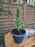 Jock Horror Automatic archive 1