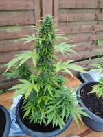 Jock Horror Automatic archive 3