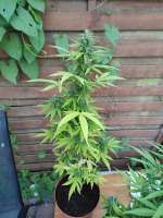 Jock Horror Automatic archive 4