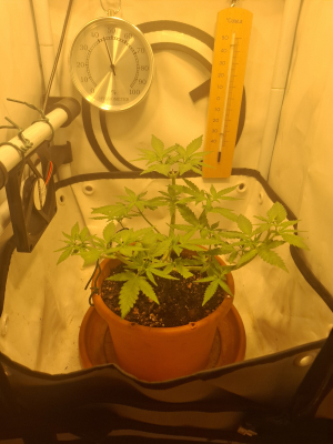 An image of Master Kush
