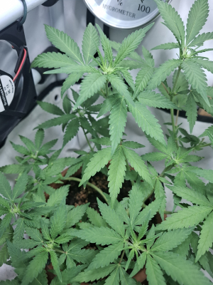An image of Master Kush