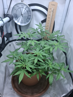 Master Kush: strain page photo, credit seedfinder.eu, copyright status shown with credit copyright unverified