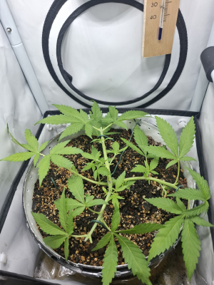An image of Master Kush