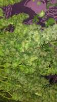An image of Misty Kush