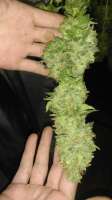 An image of Misty Kush