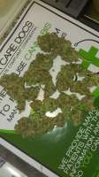 An image of Misty Kush