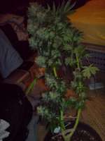 Papaya (legacy) archive 2