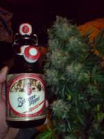 Papaya (legacy) archive 1