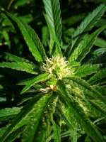 Venus Flytrap archive 3