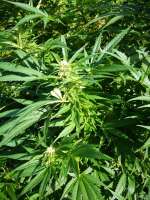 Venus Flytrap archive 2