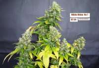 White Rhino: strain page photo, credit seedfinder.eu, copyright status shown with credit copyright unverified