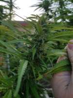 Afghan Baked Cheesecake