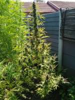 Killer Cake Haze archive 1