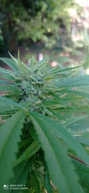 An image of Cinderella 99 IBL