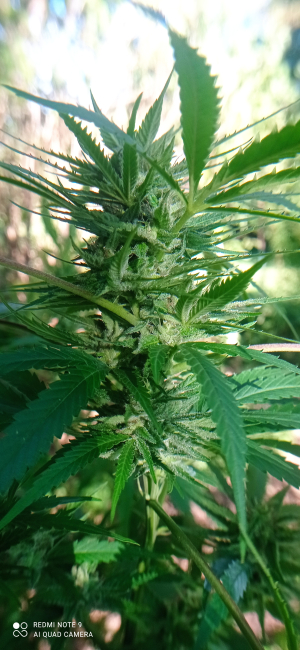 An image of Cinderella 99 IBL