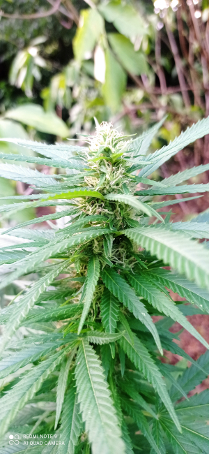 An image of Cinderella 99 IBL