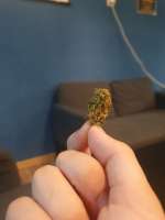 An image of Gorilla Glue S2