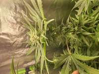 Albino Skunk archive 3