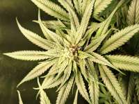 Albino Skunk archive 2