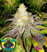 An image of Cerebral Sherb