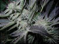 An image of Fire Alien Kush