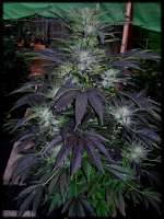 An image of Fire Alien Kush