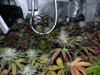 Fire Alien Master archive 2