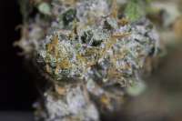 White Fire: strain page photo, credit seedfinder.eu, copyright status shown with credit copyright unverified