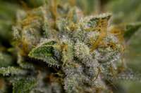 White Fire: strain page photo, credit seedfinder.eu, copyright status shown with credit copyright unverified