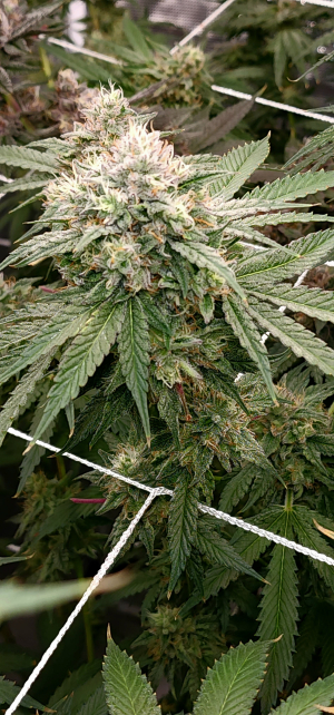 An image of Voodoo OG 