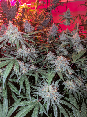 An image of Pink Sherbet