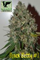 An image of Black Betty