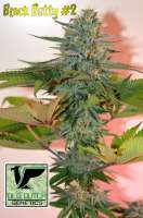 An image of Black Betty