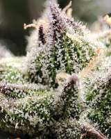 Banana Cheese Pudding archive 2