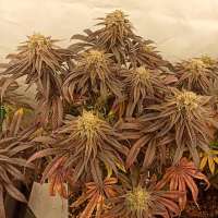 Banana Cheese Pudding archive 1