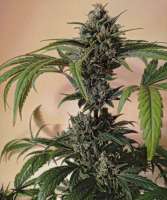 Old School Skunk archive 1