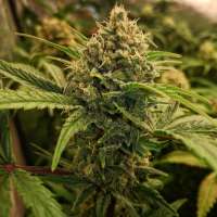 Old School Skunk archive 2