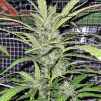 Old School Skunk archive 4