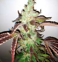 Papaya Cake archive 1